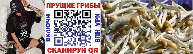 Галлюциногенные грибы Psilocybe  Боровичи 